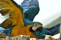 Young Blue-and-yellow Macaw. Domestic, standing Royalty Free Stock Photo