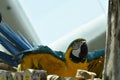 Young Blue-and-yellow Macaw. Domestic, standing Royalty Free Stock Photo