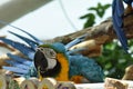 Young Blue-and-yellow Macaw. Domestic, standing Royalty Free Stock Photo