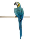 Young Blue-and-yellow Macaw perching Royalty Free Stock Photo