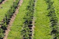 Young blueberry bushes on organic plantation. Orchard in summer.