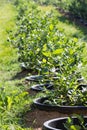 Young blueberry bush on organic plantation. Orchard in summer. F