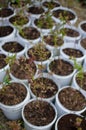 Young blueberry bushes stand in white buckets, preparing for planting in the ground. Royalty Free Stock Photo