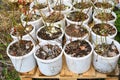 Young blueberry bushes stand in white buckets, preparing for planting in the ground Royalty Free Stock Photo