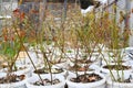 Young blueberry bushes stand in white buckets, preparing for planting in the ground Royalty Free Stock Photo