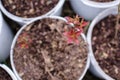 Young blueberry bushes stand in white buckets, preparing for planting in the ground. Royalty Free Stock Photo