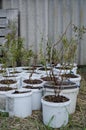 Young blueberry bushes stand in white buckets, preparing for planting in the ground. Royalty Free Stock Photo