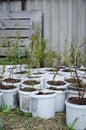 Young blueberry bushes stand in white buckets, preparing for planting in the ground. Royalty Free Stock Photo