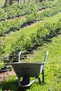 Young blueberry bushes on organic plantation. Orchard in summer.