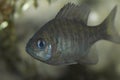 Young Bluegill Royalty Free Stock Photo