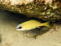 Young bluestripe snapper