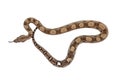 Young Boa Constrictor Seen from Above on White Background Royalty Free Stock Photo