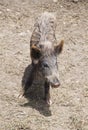 Young boar Royalty Free Stock Photo