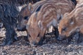 Young Boar searching for food