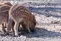 Young Boar searching for food