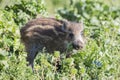 Young boarlet outdoor Royalty Free Stock Photo