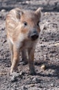 Young Boars searching for food