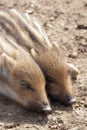 Young boars sleeping Royalty Free Stock Photo