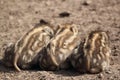 Young boars sleeping Royalty Free Stock Photo