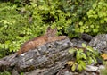 Young bobcat Royalty Free Stock Photo