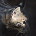Young bobcat in captivity Royalty Free Stock Photo