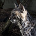 Young bobcat in captivity Royalty Free Stock Photo