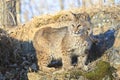 Young bobcat in early morning Royalty Free Stock Photo