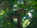 North American Bobcat in Tree - edited Royalty Free Stock Photo