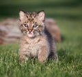 Young bobcat kitten