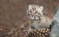 Young bobcat