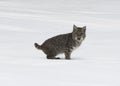 Young bobcat with mouth open Royalty Free Stock Photo