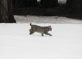 Young bobcat runs in the snow Royalty Free Stock Photo