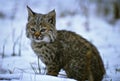 Young Bobcat in Snow Royalty Free Stock Photo