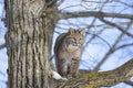 Young bobcat in tree Royalty Free Stock Photo