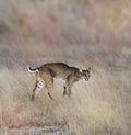 Young Bobcat Royalty Free Stock Photo