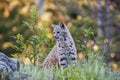 Young bobcat in western forest Royalty Free Stock Photo