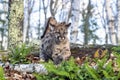 Young bobcat in woods Royalty Free Stock Photo