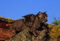 Young Bobcats Cuddling Royalty Free Stock Photo