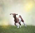 Young boer goat Royalty Free Stock Photo
