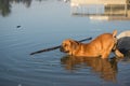 Young Boerboel dog in Orange River, South Africa