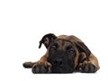 Young Boerboel / Malinois dog on white background