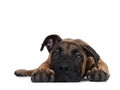 Young Boerboel / Malinois dog on white background