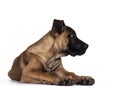 Young Boerboel / Malinois dog on white background