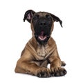 Young Boerboel / Malinois dog on white background