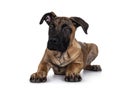 Young Boerboel / Malinois dog on white background