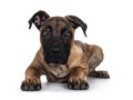 Young Boerboel / Malinois dog on white background