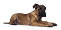 Young Boerboel / Malinois dog on white background