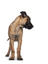 Young Boerboel / Malinois dog on white background