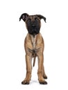 Young Boerboel / Malinois dog on white background