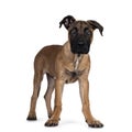 Young Boerboel / Malinois dog on white background